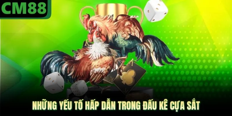 Những yếu tố hấp dẫn trong đấu kê cựa sắt