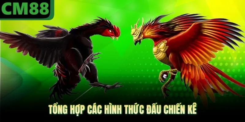 Tổng hợp các hình thức đấu chiến kê
